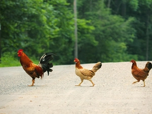 rooster, hens, viewes, Way, trees