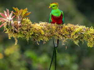 plant, Bird, Quetzal Heraldic