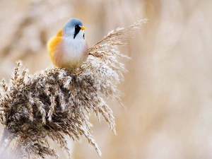 The herb, Coloured, Bearded Tit