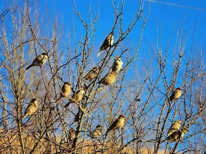 branch pics, Sparrows, herd