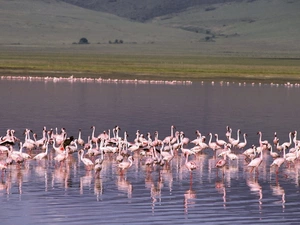 Flamingos, water, lake, herd
