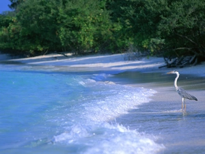 heron, sea, forest