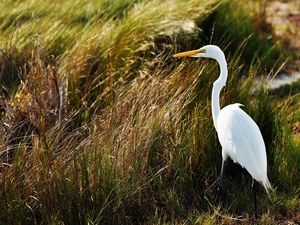 heron, grass