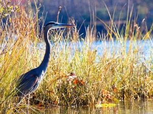 heron, lake