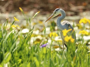 scrub, Bird, Gery Heron