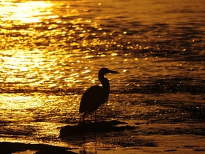 heron, sea