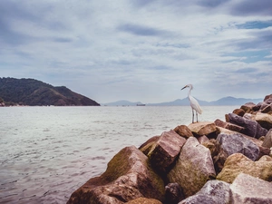 heron, River, Stones