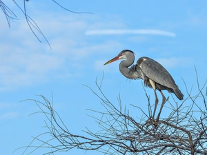 heron, trees