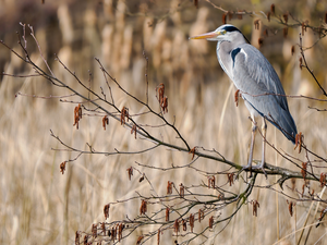 Twigs, Bird, Gery Heron