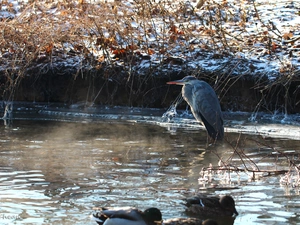Gery Heron, water, winter, Steaming