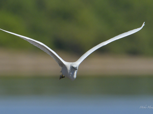 White, wings, flight, heron