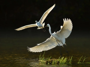 Two, water, flight, herons