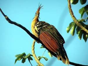 exotic, Hoacyn, branch pics, Bird