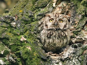owl, trees, camouflage, hollow