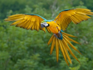 ara, blue, Yellow Honda