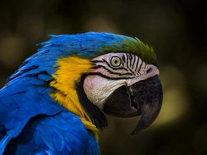 ara, blue, Yellow Honda