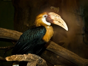 hornbill
