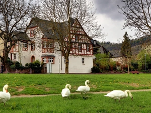 house, Swans