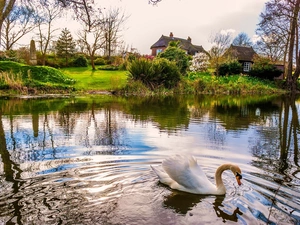 country, Spring, Swans, Houses, Pond - car