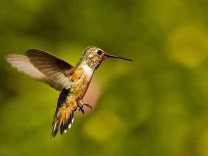 humming-bird, background