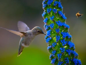 humming-bird, bee