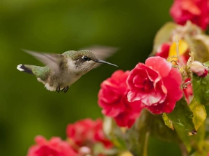 humming-bird, begonia