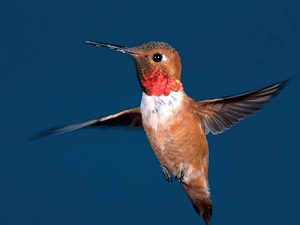 humming-bird