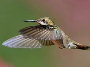 humming-bird