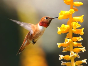 Close, humming-bird, Colourfull Flowers
