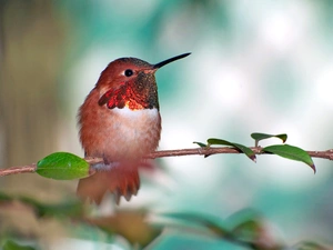 humming-bird, branch