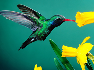 humming-bird, Daffodils