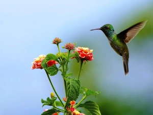 humming-bird, Flowers