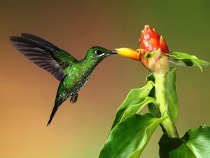 humming-bird, Flowers