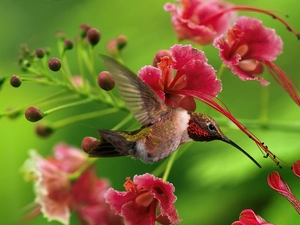 humming-bird, Flowers