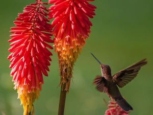 humming-bird, Flowers