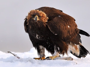 hungry, Eagle Front