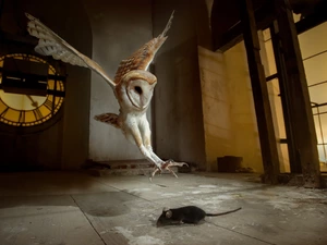 Room, hunting, Barn, mouse, owl