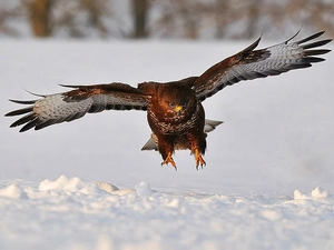 hunting, buzzard