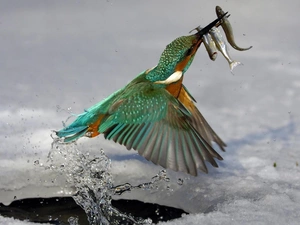 Hunting, kingfisher, during
