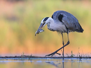 fish, Gery Heron, hunting