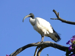 Ibis, Honored