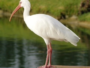 Ibis White, water
