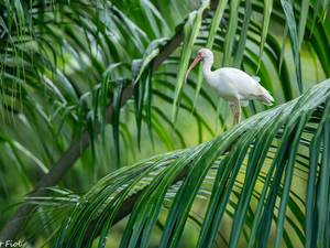 White, Ibis White, Leaf, Bird