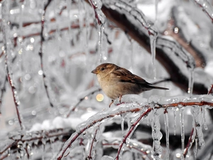 ice, sparrow, icicle