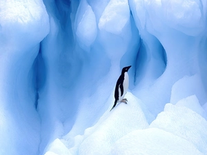 ice, penguin, Mountains