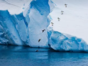 sea, jumping, penguin, Iceberg