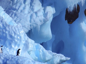 icicle, penguin, glacier