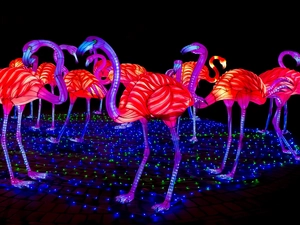 lighting, Illuminations, color, electric, Flamingos