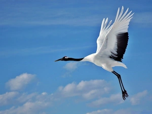 crane, Sky, clouds, in the air