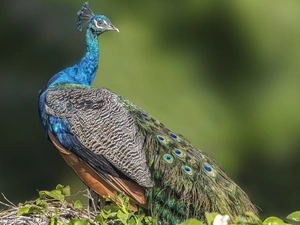 Indian Peacock, tail